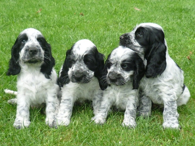 41-Flip, Fant, Fanny, Fred.JPG